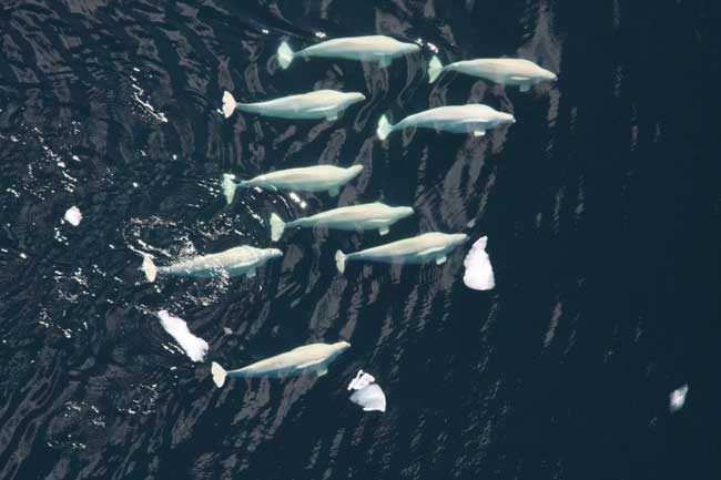 A beluga whale pod in the Chukchi Sea.Laura Morse/Alaska Fisheries Science Center, NOAA Fisheries Service
