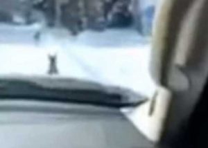 Screenshot of deer from the Snapchat video connected to the February 5th incident.