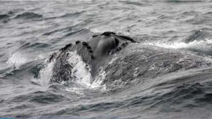 North Pacific Right Whale. Image-NOAA