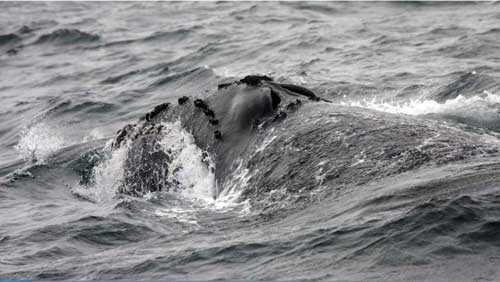 Spotlight on the North Pacific Right Whale