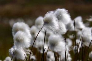 Cottongrass. (Eri Post/UC Davis)