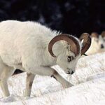 Alaskan Dall Sheep. Image-ADF&G