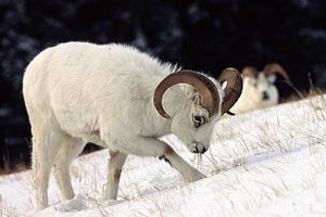 Alaskan Dall Sheep. Image-ADF&G