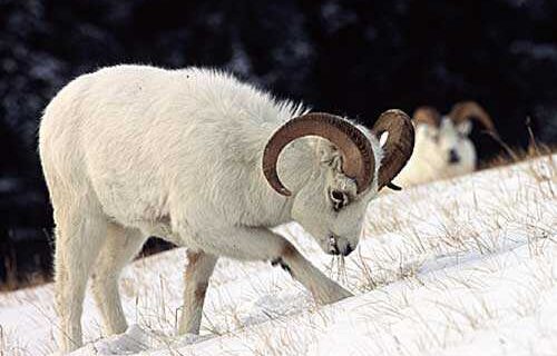 Illegal Cross-Border Sheep Harvest Leads to Convictions in United States and Canada