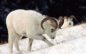 Illegal Cross-Border Sheep Harvest Leads to Convictions in United States and Canada