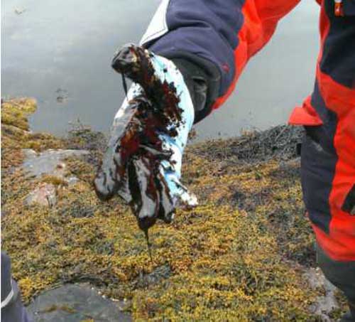 Oil-Eating Microbes are Challenged in the Arctic