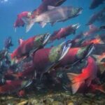 Sockeye salmon swim near a spawning location. Photo by Jason Ching