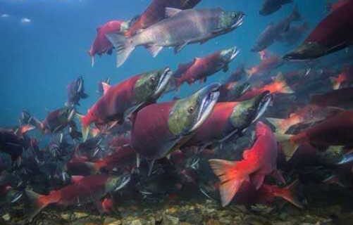 Russian River & Upper Kenai River Sockeye Salmon Bag Limits Increased