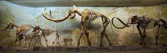 The University of Nebraska State Museum's Elephant Hall highlights the differences in current elephants (left) and mammoths (middle and right). Pictured (from left) is an African elephant; an Asian elephant with a juvenile; dwarf mammoth; Archie, a Columbian mammoth; and a Jefferson mammoth. (Troy Fedderson/University Communication)