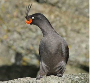 A Crested Auklet on Little Diomede Island. Image-Hector Douglas