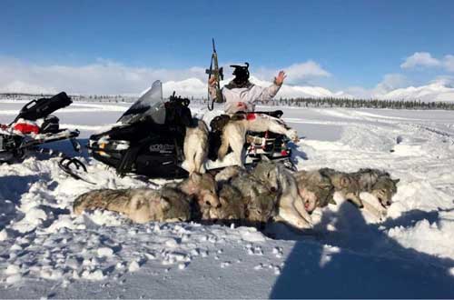Wolves Pictured in Media Campaign Were Legally Harvested
