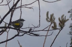 Songbirds like this yellow-rumped warbler would probably do better in a world without people. Photo by Ned Rozell.
