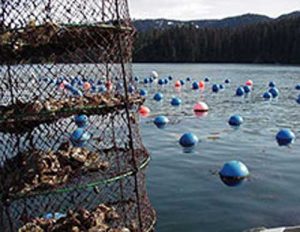 Longlines and a lantern net on an oyster farm in Southcentral Alaska. Image-ADF&G
