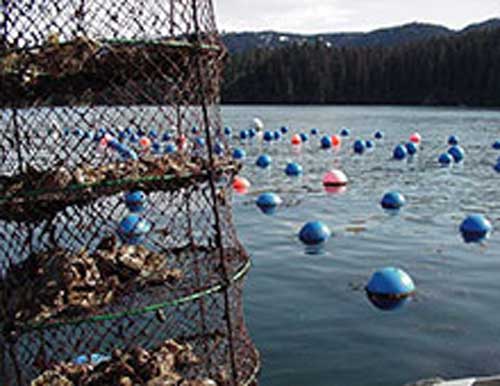 Bill Supporting Alaska’s Aquaculture Sector Passes House of Representatives
