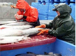 Workers sampling Copper River Salmon. Image-ADF&G