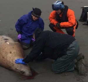 NOAA Fisheries team collect samples from a dead Steller sea lion near Cordova, Alaska in June 2015. (NOAA)
