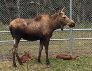 Mother moose with calves.