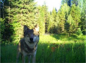 Smackout pack wolf courtesy Western Wildlife Conservation. This image is available for media use.