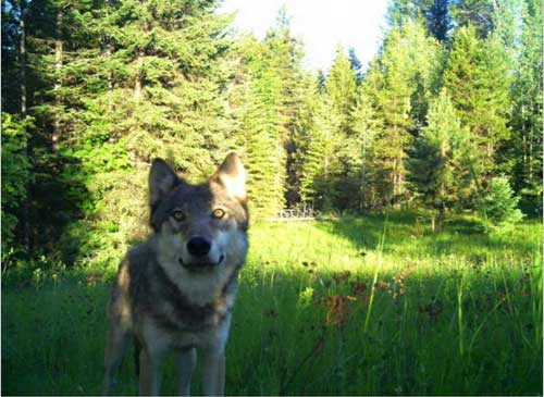 Court Agreement: Washington Will Give Public Notice Before Killing Wolves