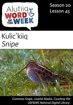 Snipe-Alutiiq Word of the Week-May 5th
