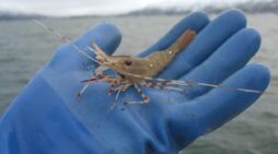 Shrimp-Alutiiq Word of the Week