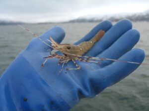 Photo: Alaskan spot prawn. Photo courtesy of Thomas Kinsley.
