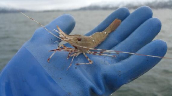 Shrimp-Alutiiq Word of the Week