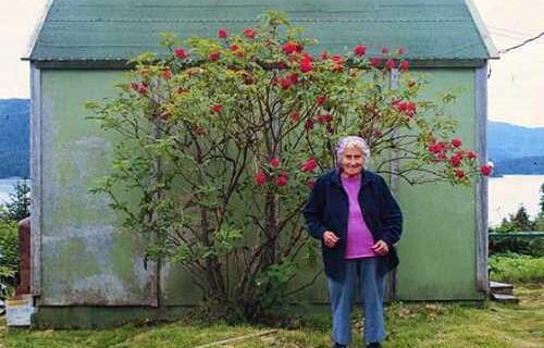 Elderberry-Alutiiq Word of the Week