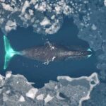 Bowhead whales are a species that can withstand almost anything—except humans. Photo: Fredrik Christiansen