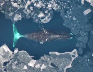 Bowhead whales are a species that can withstand almost anything—except humans. Photo: Fredrik Christiansen