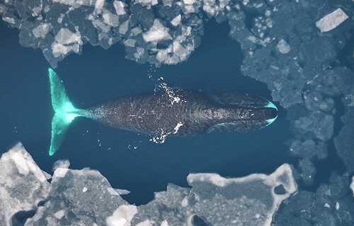 Past intensive whaling threatens the future of bowhead whales