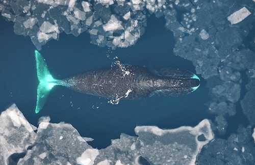 Past intensive whaling threatens the future of bowhead whales