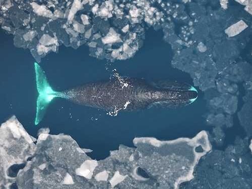 Past intensive whaling threatens the future of bowhead whales