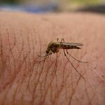 Photo: A mosquito bites an archaeologist! AM725