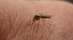 Mosquito-Alutiiq Word of the Week