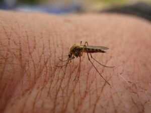 Photo: A mosquito bites an archaeologist! AM725