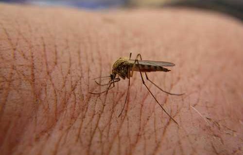 Mosquito-Alutiiq Word of the Week