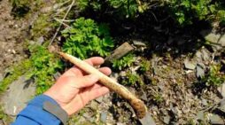 Rib-Alutiiq Word of the Week