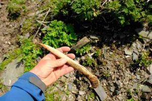 Photo: Digging stick made from a sea mammal rib, Sitkinak Island, AM997