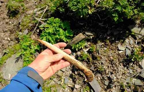 Rib-Alutiiq Word of the Week