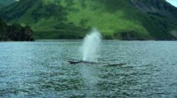 Whale-Alutiiq Word of the Week