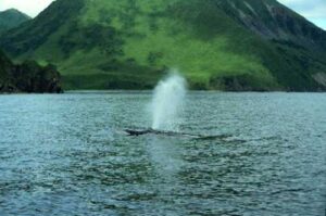 Photo: Whale surfacing in Monashka Bay.
