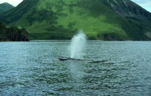 Whale-Alutiiq Word of the Week