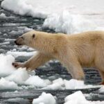 The study by scientists at the University of East Anglia (UEA) discovered that some genes related to heat-stress, aging and metabolism are behaving differently in polar bears living in southeastern Greenland.