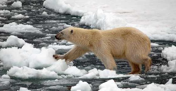 Polar bears may be adapting to survive warmer climates, says study