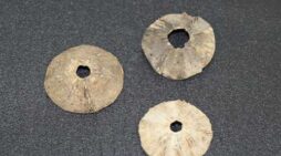 Vertebra-Alutiiq Word of the Week