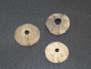 Photo: Worked halibut vertebrae, Clyda Christiansen Collection.
