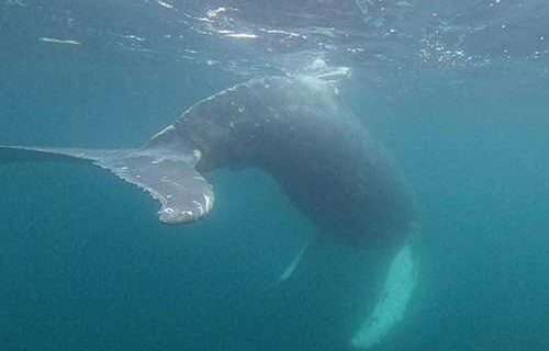Entangled Humpback Whale Near Unalaska Successfully Cut Free
