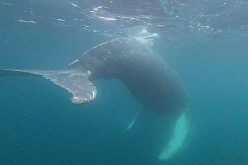 Entangled Humpback Whale Near Unalaska Successfully Cut Free
