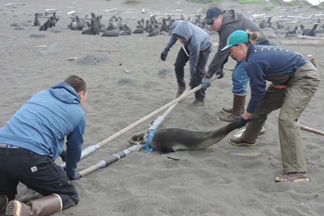 The ECO disentanglement crew carefully restrain an entangled fur seal. Credit: ACSPI ECO
